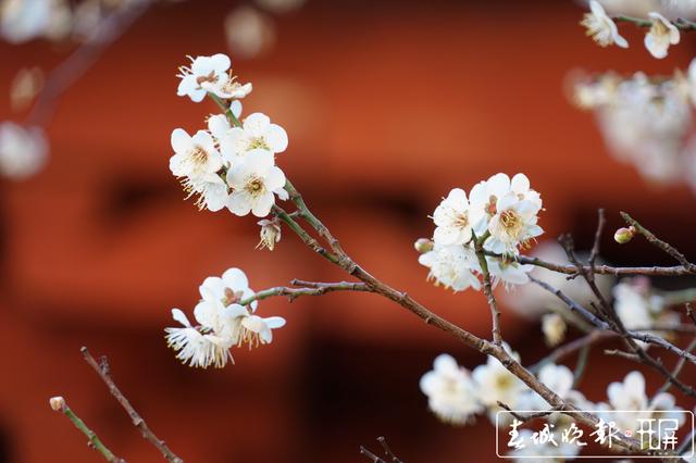 賓川雞足山百年古梅開花了
