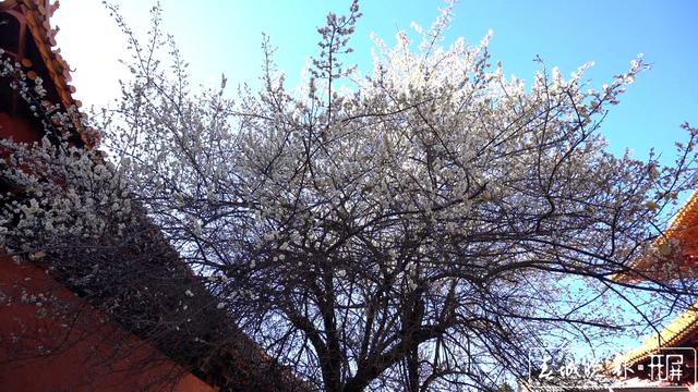 賓川雞足山百年古梅開花了