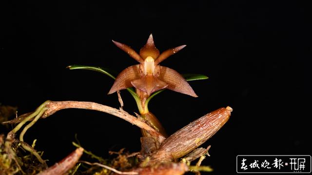 昆明植物研究所在西藏發(fā)現(xiàn)4個(gè)中國新紀(jì)錄種24個(gè)西藏新記錄種 中國西南野生生物種質(zhì)資源庫 供圖