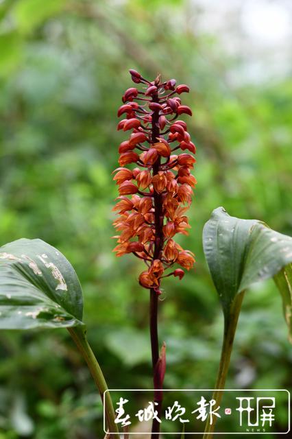 昆明植物研究所在西藏發(fā)現(xiàn)4個(gè)中國新紀(jì)錄種24個(gè)西藏新記錄種 中國西南野生生物種質(zhì)資源庫 供圖