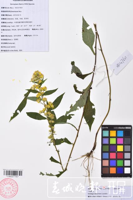 昆明植物研究所在西藏發(fā)現(xiàn)4個(gè)中國新紀(jì)錄種24個(gè)西藏新記錄種 中國西南野生生物種質(zhì)資源庫 供圖