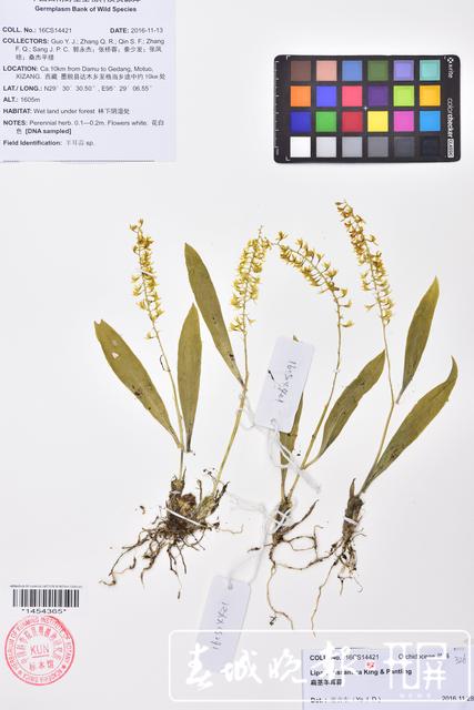 昆明植物研究所在西藏發(fā)現(xiàn)4個(gè)中國新紀(jì)錄種24個(gè)西藏新記錄種 中國西南野生生物種質(zhì)資源庫 供圖