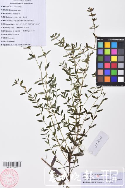 昆明植物研究所在西藏發(fā)現(xiàn)4個(gè)中國新紀(jì)錄種24個(gè)西藏新記錄種 中國西南野生生物種質(zhì)資源庫 供圖