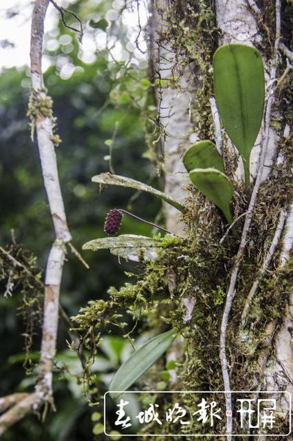 昆明植物研究所在西藏發(fā)現(xiàn)4個(gè)中國新紀(jì)錄種24個(gè)西藏新記錄種 中國西南野生生物種質(zhì)資源庫 供圖