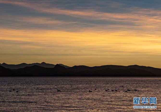 日落時分，水鳥在羊卓雍錯湖面上游曳（1月9日攝）。