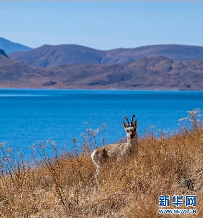 這是1月10日拍攝的羊卓雍錯岸邊的藏原羚。
