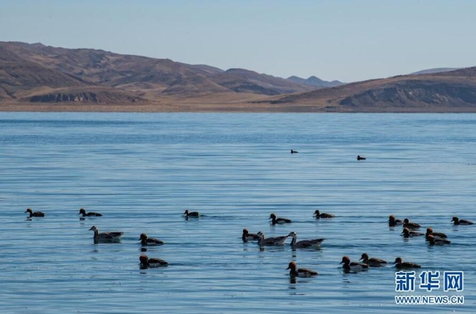 這是1月10日拍攝的羊卓雍錯湖面上的水鳥。
