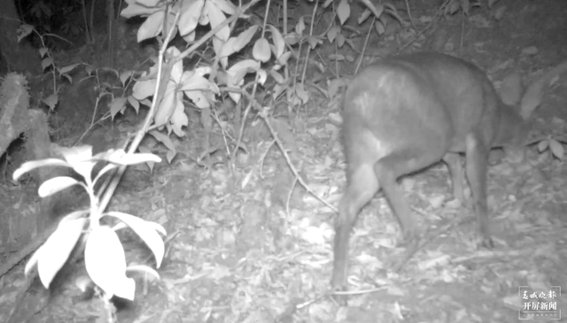 國(guó)家一級(jí)保護(hù)動(dòng)物林麝首現(xiàn)昌寧 雄性林麝 (春城晚報(bào)-開屏新聞?dòng)浾?崔敏 通訊員 王文海 楊之良 李海燕 攝影報(bào)道)