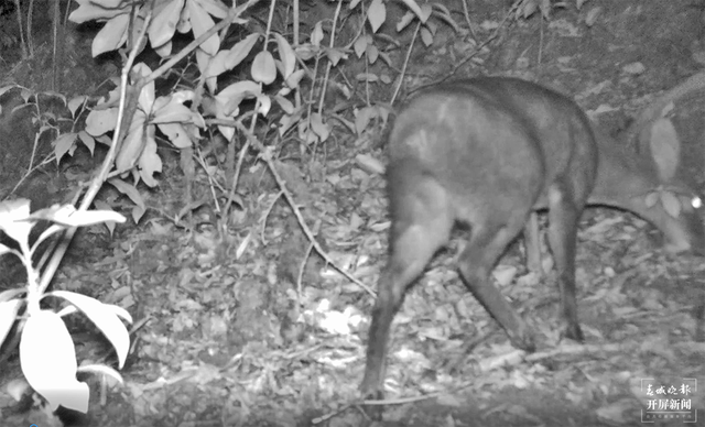 國(guó)家一級(jí)保護(hù)動(dòng)物林麝首現(xiàn)昌寧 雄性林麝 (春城晚報(bào)-開屏新聞?dòng)浾?崔敏 通訊員 王文海 楊之良 李海燕 攝影報(bào)道)