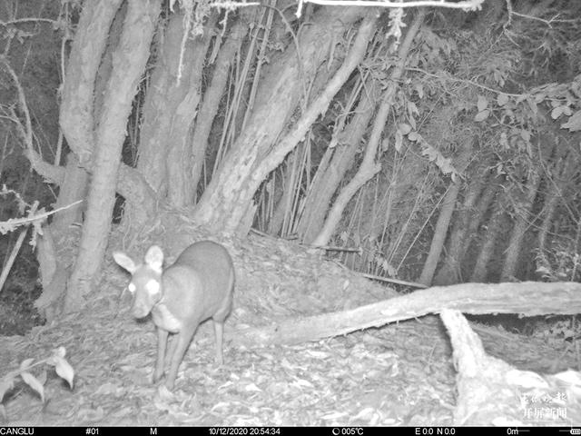 國(guó)家一級(jí)保護(hù)動(dòng)物林麝首現(xiàn)昌寧天堂山 雌性林麝(春城晚報(bào)-開屏新聞?dòng)浾?崔敏 通訊員 王文海 楊之良 李海燕 攝影報(bào)道)