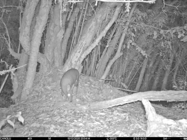國(guó)家一級(jí)保護(hù)動(dòng)物林麝首現(xiàn)昌寧天堂山 雌性林麝(春城晚報(bào)-開屏新聞?dòng)浾?崔敏 通訊員 王文海 楊之良 李海燕 攝影報(bào)道)