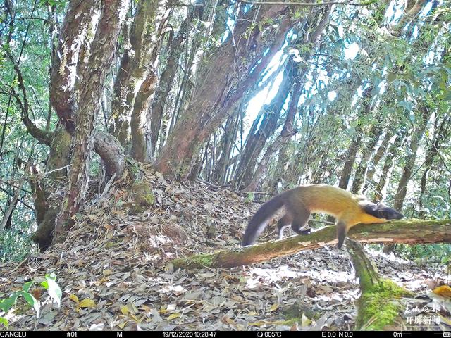 國(guó)家一級(jí)保護(hù)動(dòng)物林麝首現(xiàn)昌寧天堂山 黃喉貂(春城晚報(bào)-開屏新聞?dòng)浾?崔敏 通訊員 王文海 楊之良 李海燕 攝影報(bào)道)