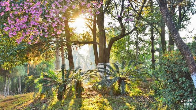茶香風(fēng)暖 花落成雨 昌寧邀你冬日來(lái)賞茶園櫻花之美