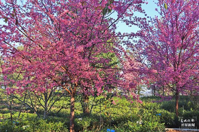 茶香風(fēng)暖 花落成雨 昌寧邀你冬日來(lái)賞茶園櫻花之美