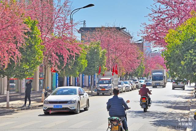 茶香風(fēng)暖 花落成雨 昌寧邀你冬日來(lái)賞茶園櫻花之美