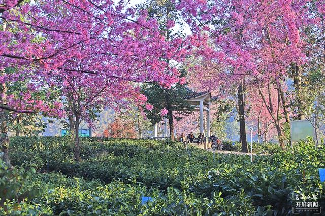 茶香風(fēng)暖 花落成雨 昌寧邀你冬日來(lái)賞茶園櫻花之美