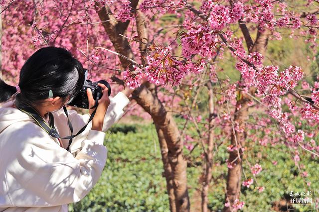 茶香風(fēng)暖 花落成雨 昌寧邀你冬日來(lái)賞茶園櫻花之美