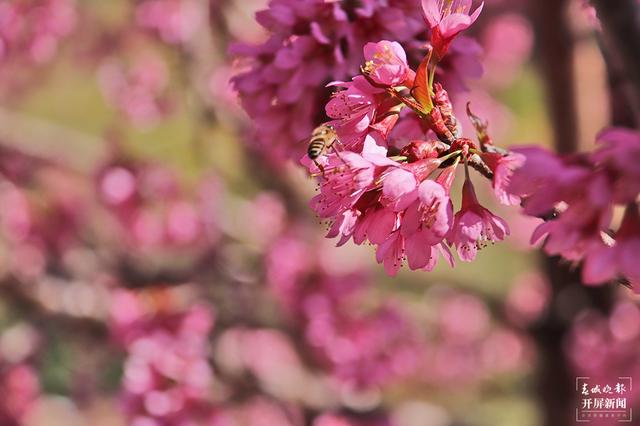 茶香風(fēng)暖 花落成雨 昌寧邀你冬日來(lái)賞茶園櫻花之美