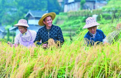 透視小種子背后的大戰(zhàn)略——一國糧食安全，系于種質(zhì)資源