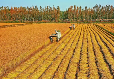 透視小種子背后的大戰(zhàn)略——一國糧食安全，系于種質(zhì)資源