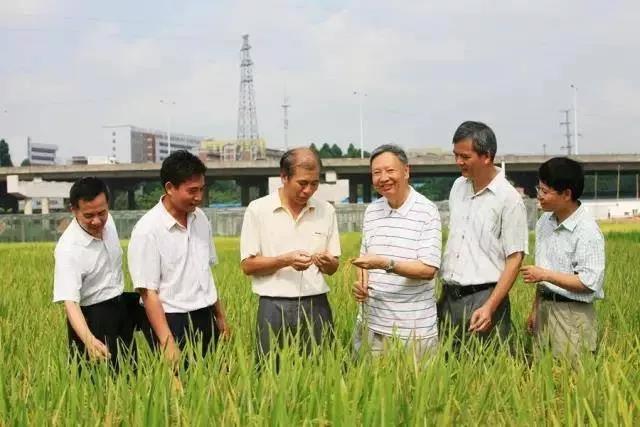 盧永根(右三)團(tuán)隊(duì)在田間觀察水稻生長(zhǎng)情況 圖源:南方日?qǐng)?bào)