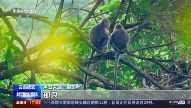 云南這11只小金猴不一般，集體刷屏央媒！
