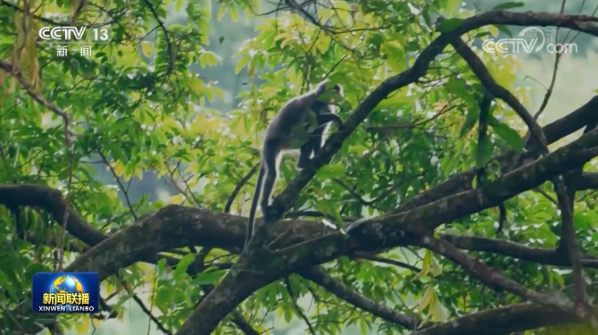 云南這11只小金猴不一般，集體刷屏央媒！