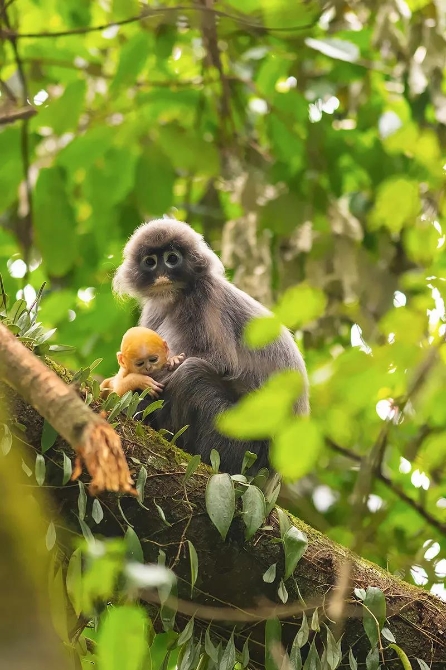 云南這11只小金猴不一般，集體刷屏央媒！