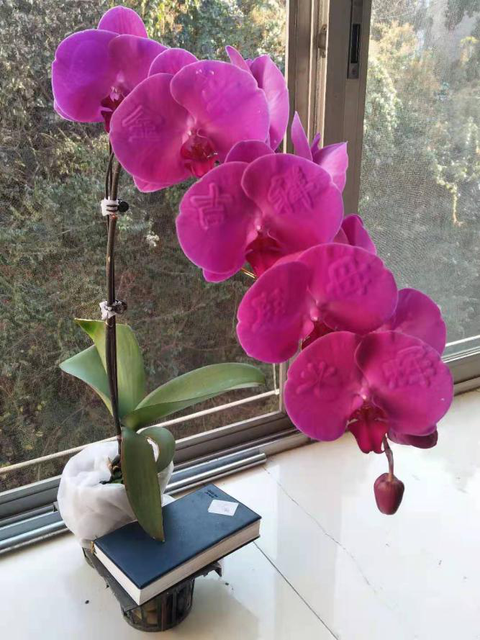 昆明這名老人說，希望把他的“浮雕花”帶給千家萬戶