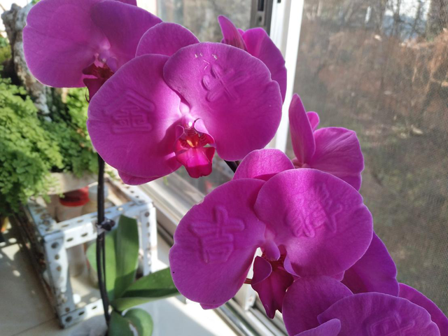 昆明這名老人說，希望把他的“浮雕花”帶給千家萬戶