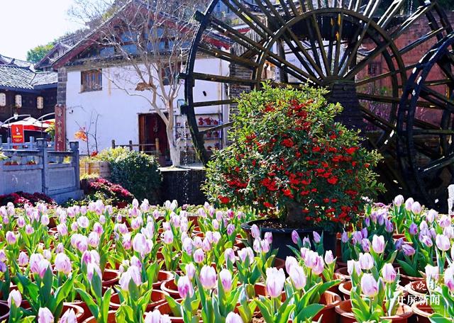 麗江古城鮮花盛放（ 圖片由@寧琳 提供）