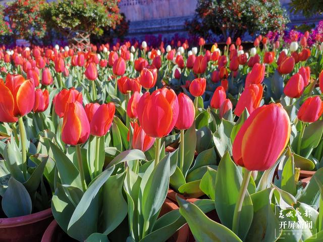 麗江古城鮮花盛放（ 圖片由@寧琳 提供）