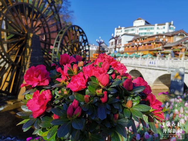 麗江古城鮮花盛放（ 圖片由@寧琳 提供）