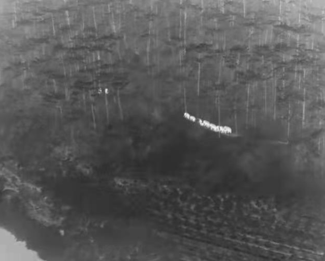 60余年來首次！野象闖進(jìn)云南這個(gè)5A級景區(qū)