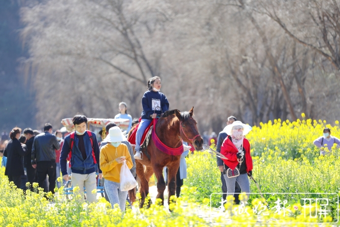 安寧牧羊湖萬畝油菜花盛放 (1).jpg