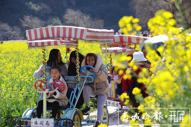 安寧牧羊湖萬畝油菜花盛放 (2).jpg