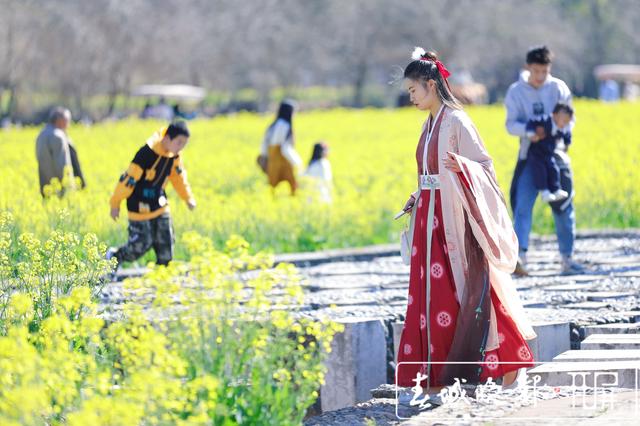 安寧牧羊湖萬畝油菜花盛放 (4).jpg
