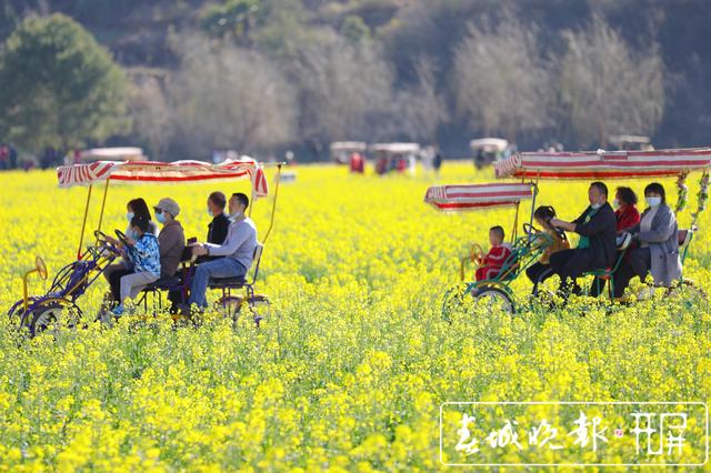 安寧牧羊湖萬畝油菜花盛放 (3).jpg