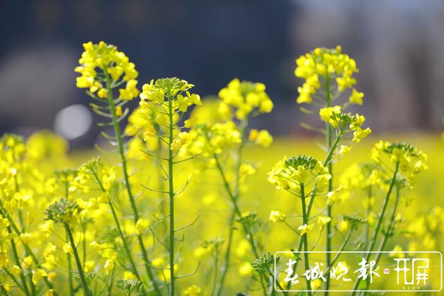安寧牧羊湖萬畝油菜花盛放 (5).jpg