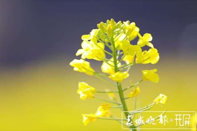 安寧牧羊湖萬畝油菜花盛放 (6).jpg