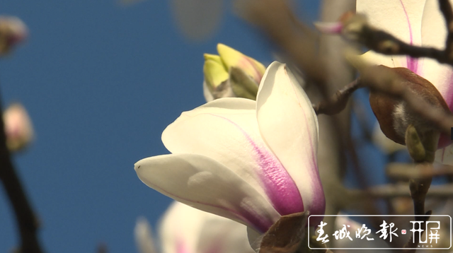 保山昌寧：春光明媚惹人宜 玉蘭花開朵朵香 (5).png