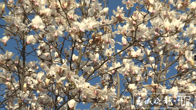 保山昌寧：春光明媚惹人宜 玉蘭花開朵朵香 (6).png