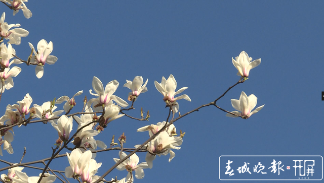 保山昌寧：春光明媚惹人宜 玉蘭花開朵朵香 (7).png