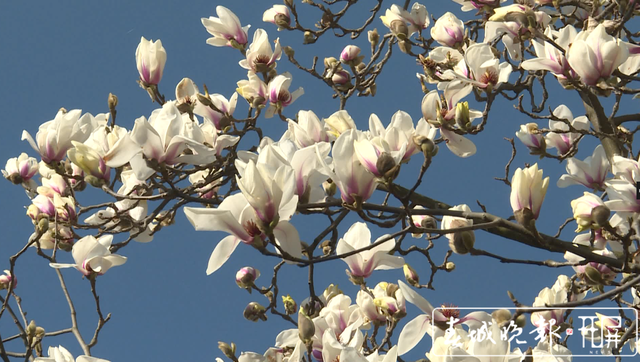 保山昌寧：春光明媚惹人宜 玉蘭花開朵朵香 (10).png