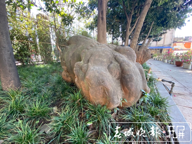 昆明300歲“石獅四兄弟”失散70多年有望團聚圖 (6).jpg