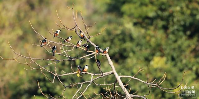 紅腿小隼（春城晚報(bào)-開屏新聞?dòng)浾?馬楠 通訊員 尹以祜 鄭山河 攝）
