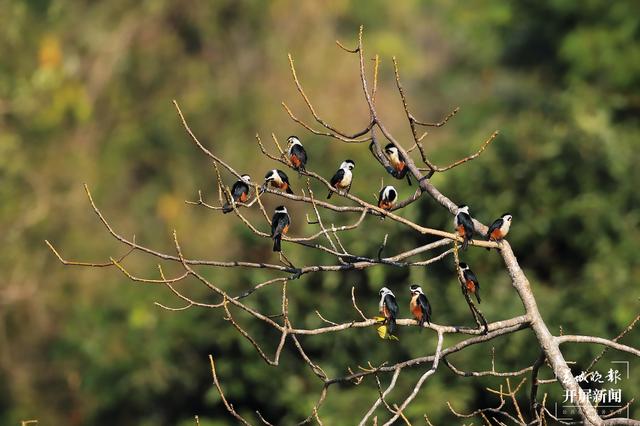 紅腿小隼（春城晚報(bào)-開屏新聞?dòng)浾?馬楠 通訊員 尹以祜 鄭山河 攝）