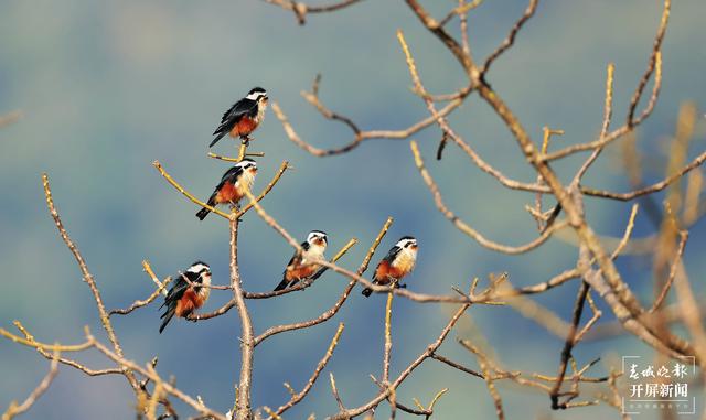 紅腿小隼（春城晚報(bào)-開屏新聞?dòng)浾?馬楠 通訊員 尹以祜 鄭山河 攝）