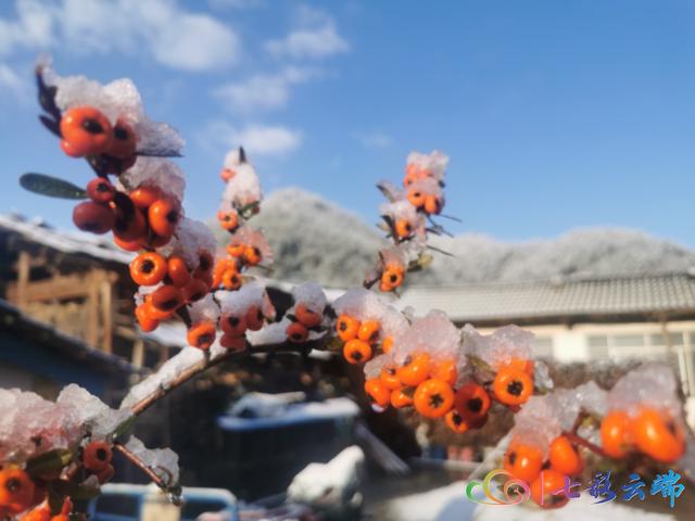 “春雪”與“春花”在迪慶相遇