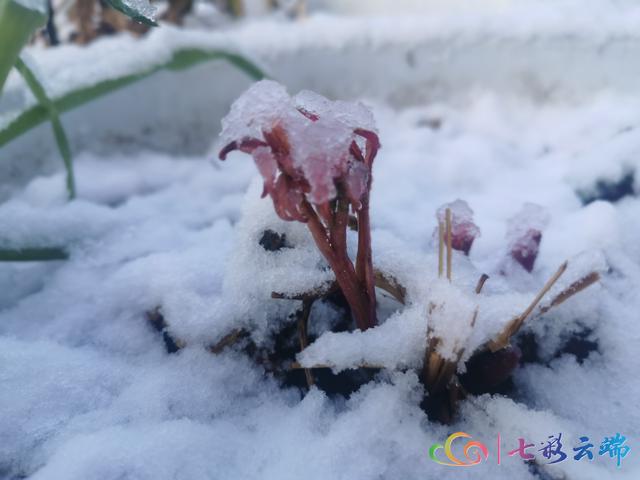 “春雪”與“春花”在迪慶相遇